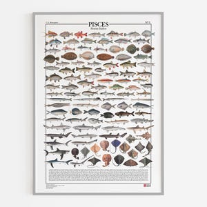 Poster Pisces N.1 / Pesci italiani, stampa con 106 illustrazioni di diversi tipi di pesci della fauna italiana