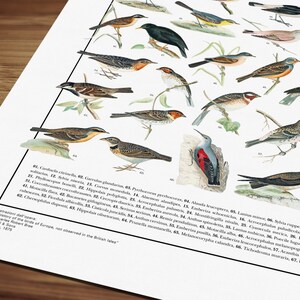 Poster Passeriformes / 70 passeriformi diffusi in Italia immagine 5