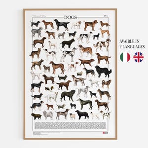 Poster Cani / Stampa con 58 illustrazioni di diverse razze di cani