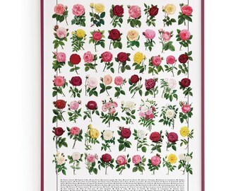 Poster Rose / 60 varietà di rose