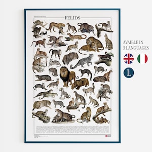 Poster Felidi / Stampa con 37 illustrazioni restaurate raffiguranti diverse specie della famiglia Felidae, stampa dei tipi di felini, gatti