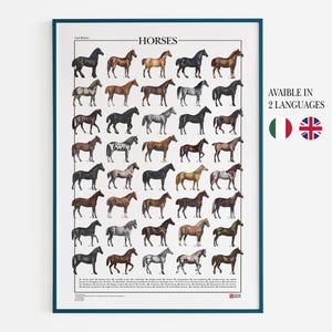 Poster Cavalli / Stampa con 40 illustrazioni di diverse razze equine