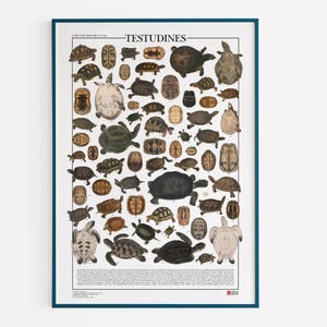 Poster Testudines / Schildkröten, Druck mit 32 verschiedenen Arten von Land-, Süßwasser- und Meeresschildkröten mit mehr als 60 Abbildungen
