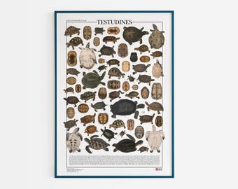 Poster Testudines / Turtles, print with 32 different types of land, freshwater and marine turtles with more than 60 illustrations