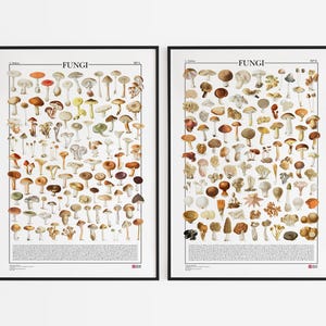 Serie de 2 carteles de Hongos / Hongos, 2 grabados con 199 ilustraciones de diferentes tipos de hongos