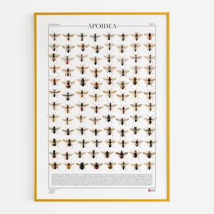 Poster Apoidea / Bienen, Druck mit 96 Abbildungen verschiedener Bienenarten