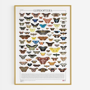Póster Lepidoptera / Mariposas, impresión con 88 ilustraciones de diferentes tipos de mariposas y polillas del orden Lepidoptera