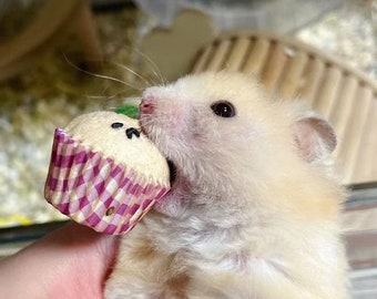 Hamster Cupcake Treats: Healthy Homemade Small Pet Food (5pcs)