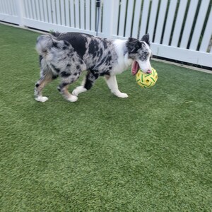 May include: A blue merle border collie dog with a white chest and white paws is playing with a yellow and green ball in a grassy area.