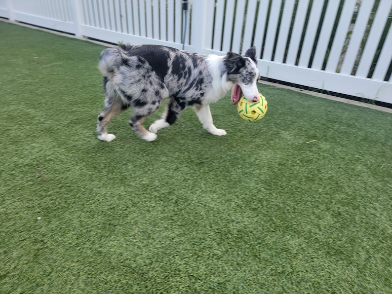 May include: A blue merle border collie dog with a white chest and white paws is playing with a yellow and green ball in a grassy area.