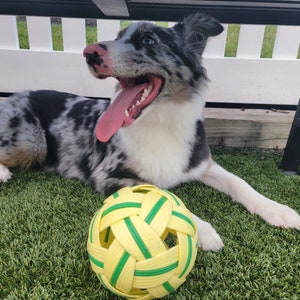 May include: A blue merle Australian Shepherd dog with a pink tongue sticking out, lying on green artificial grass with a yellow and green rubber ball.