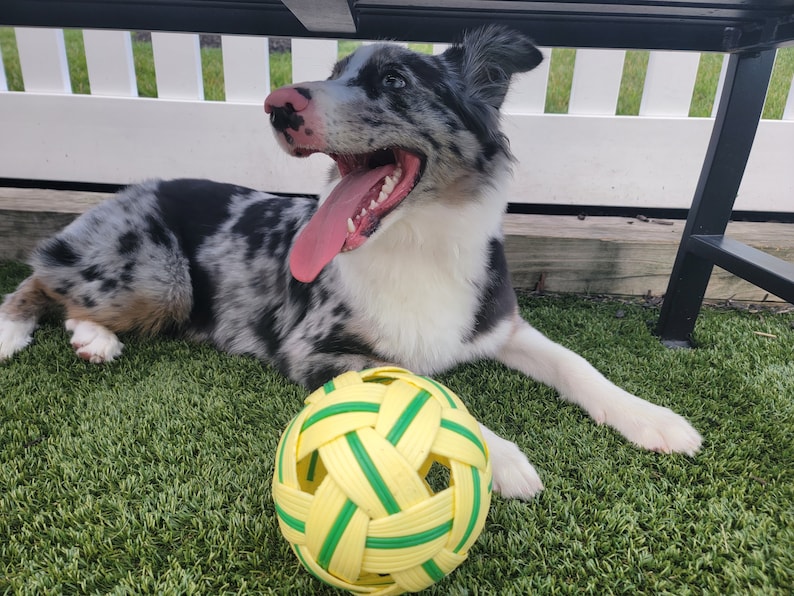 May include: A blue merle Australian Shepherd dog with a pink tongue sticking out, lying on green artificial grass with a yellow and green rubber ball.