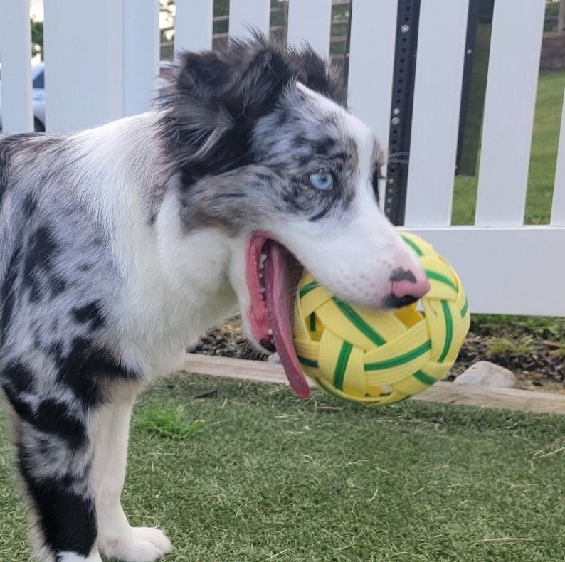 May include: A blue merle border collie dog with a black nose and tongue sticking out is holding a yellow and green rubber ball in its mouth.