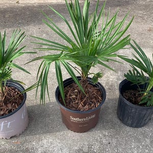 Windmill Palm