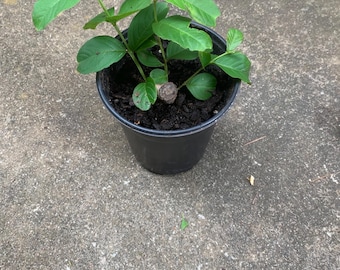 flores rosas de mirto crepe