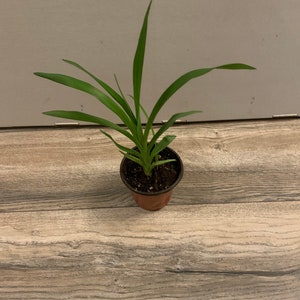 Day Lilly