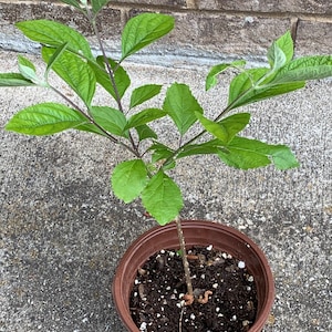 Cherry bush