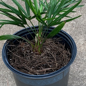 Windmill palm