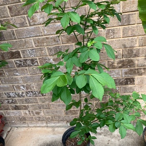 Burning bush