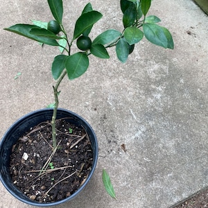 Satsuma fruit tree