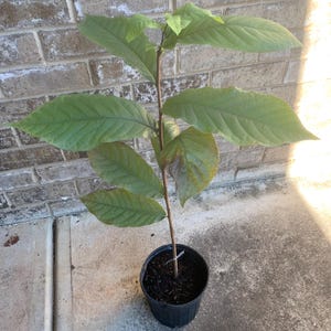 pawpaw fruits trees
