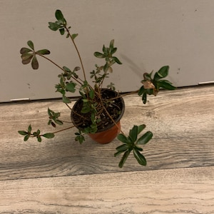 Azaleen pflanzen rosa Blüten