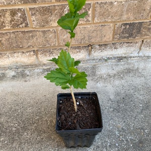 Rose of Sharon