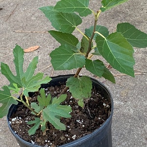 Olympia-vijgenbomen worden verzonden in 1Gal-pot