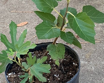 Las higueras Olympia se envían en maceta de 1 galón