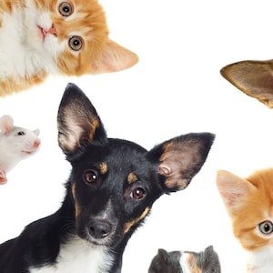 Beginner&#39;s Pet Photography Guide | Digital Download | Learn ISO, Aperture, Lighting Techniques