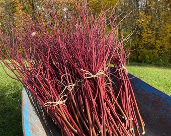 Red Osier Dogwood Branch Bundles