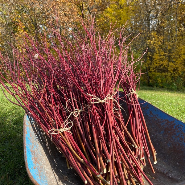 Red Osier Dogwood Branch Bundles