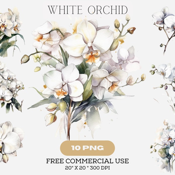 Orchidée blanche aquarelle floral tropical clip art, colibri mariage fleur exotique clipart, été oiseau de paradis invitation de fête nuptiale