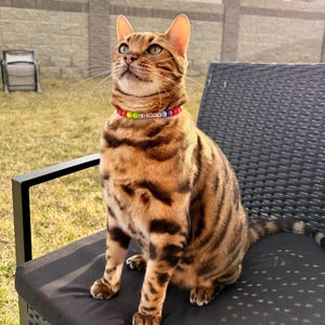 May include: A Bengal cat with brown and black markings sits on a black chair, looking upwards. The cat wears a colorful beaded collar with the name "LENNY" in white letters. The background includes a fence and a glimpse of a house.