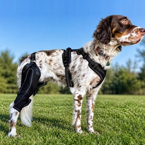May include: A brown and white spotted dog wearing a black neoprene leg brace on its rear right limb, connected by straps to a black adjustable harness that covers the chest and shoulders, featuring reflective stitching and a small green tag.