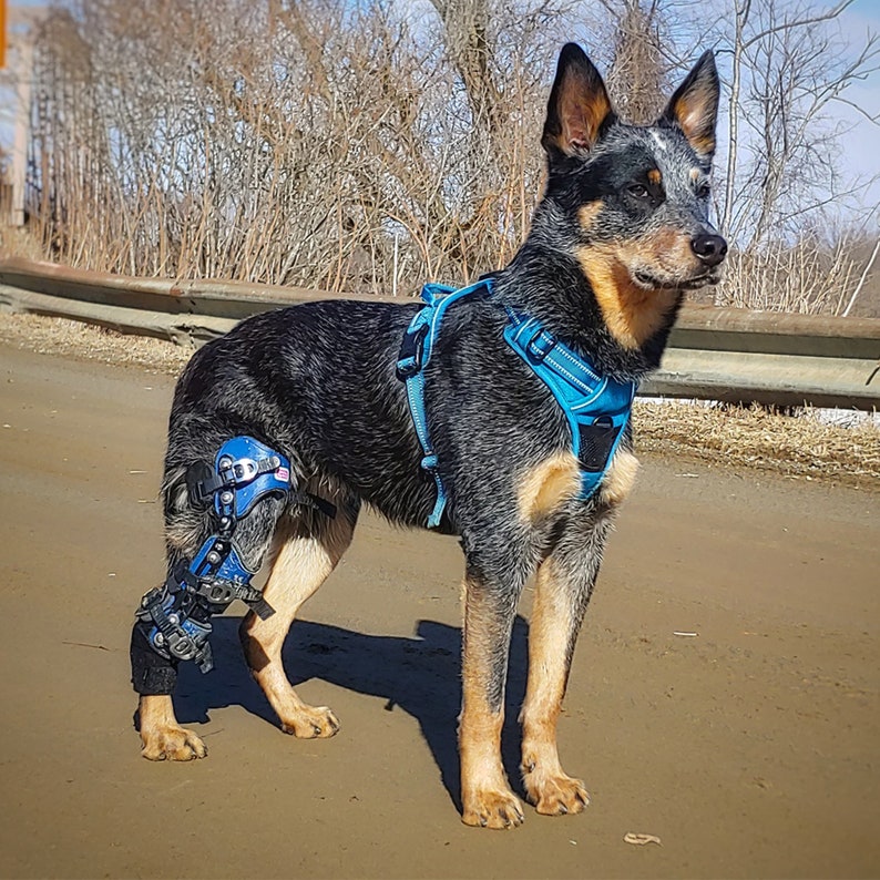 One 1 Posh Dog Knee Brace Etsy
