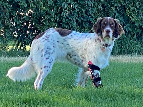 Posh knee brace for cheap dogs