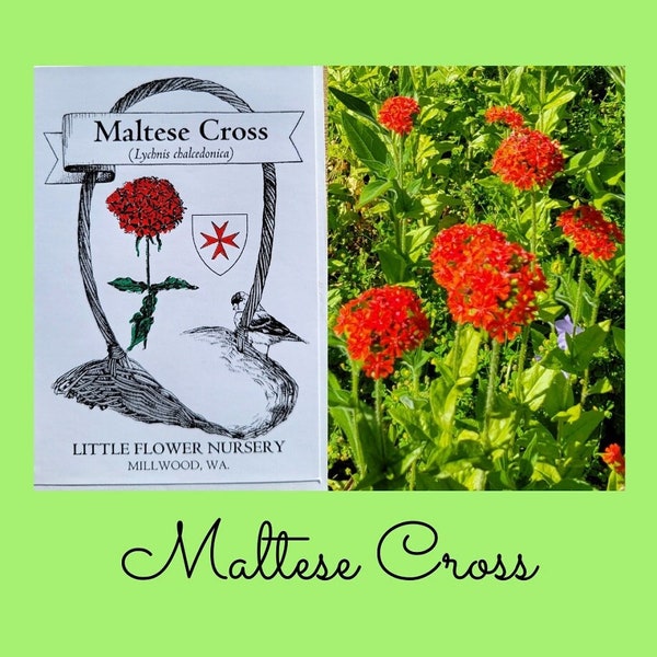 Maltese Cross Seeds: Artistic seed packet, meadow campion, bouquets, attracts bees, Lychnis chalcedonica, scarlet red blooms