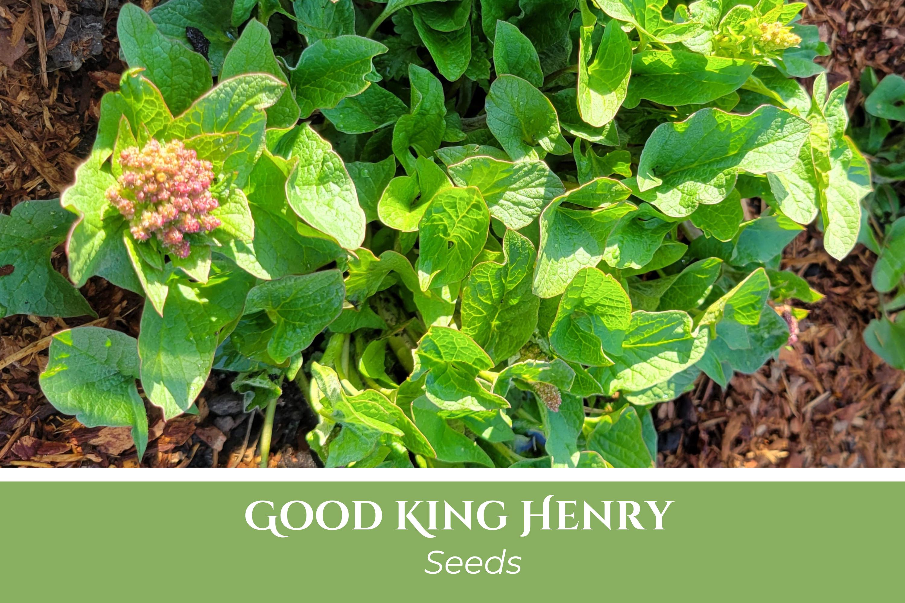 50 or 100 Good King Henry Seeds | Perennial, Heirloom Vegetable, Fat Hen,  Poor Man's Asparagus, Blitum Bonicus-henricus, Chenopodium - Etsy