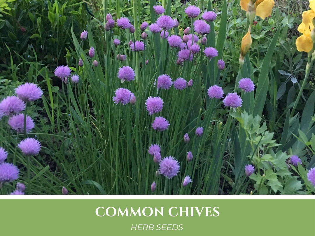 150 CHIVES CHIVE Seeds | Edible Herb Garden, Allium Seeds, Attracts ...
