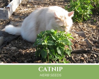 Catnip Seeds | Nepeta cataria herb seeds, garden