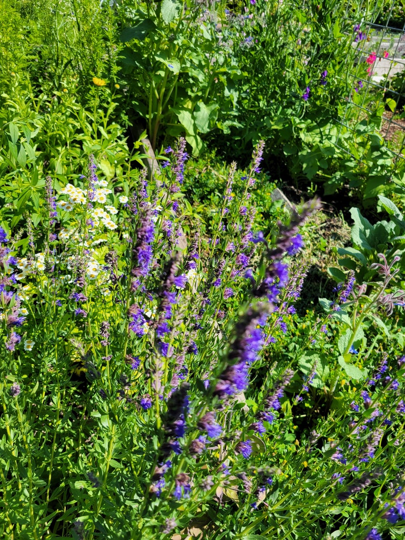LittleFlowerNursery Hyssop Seeds - Thumbnail 3