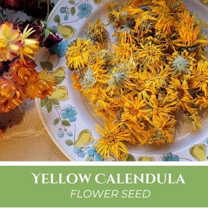 50 Calendula Seeds I Yellow Pot Marigold, flowers attract bees, medicinal herb for salves, cottage garden heirloom, Calendula officinalis