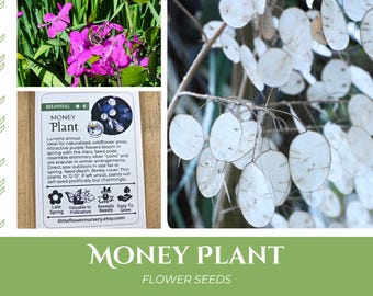 Money Plant Seeds | Honesty, Lunaria annua, purple flowers, heirloom, dried pods for crafting, dried flowers, silver dollar coin plant