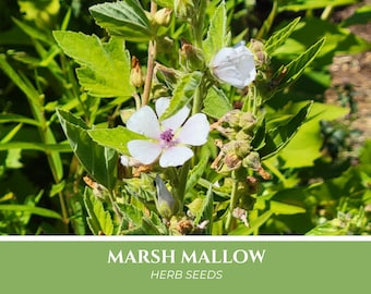 100 Marsh Mallow Seeds | PERENNIAL herb, Althaea officinalis, Marshmallow, medicinal herbal, pollinator bees