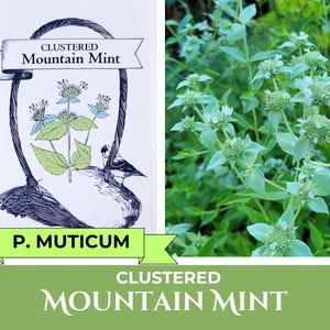 P. MUTICUM Mountain Mint Seeds | Perennial USDA zone 4-8, Native, tea herb, bees pollinators, clustered mountain mint, Pycnanthemum muticum