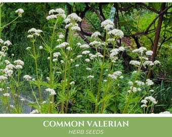 Valerian Seeds | Valeriana officinalis, Garden Heliotrope, All-Heal, attracts bees, medicinal root