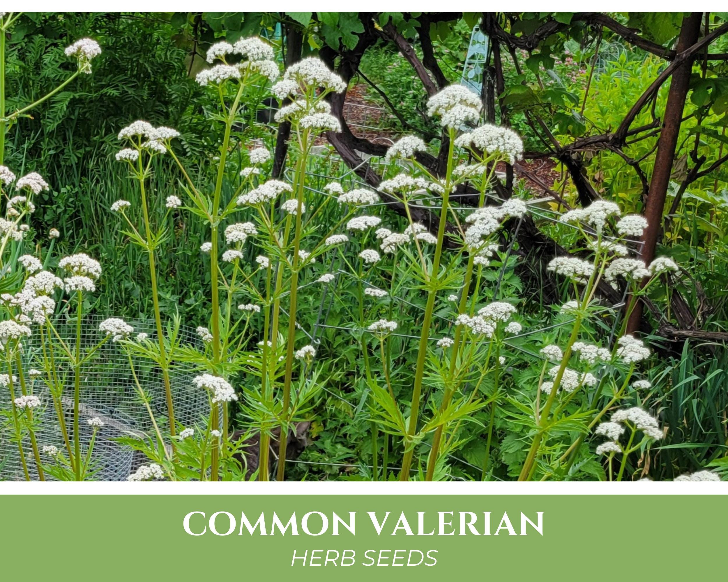 Valerian Seeds | Valeriana Officinalis, Garden Heliotrope, All