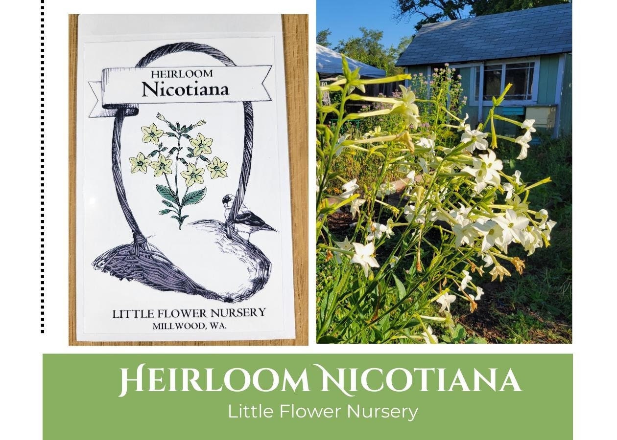 jasmine tobacco seeds 500 Seeds- Nicotiana Seeds-Nicotiana Alata-FL632 creamy white blooms ~100 'Jasmine' scented flowering Tobacco
