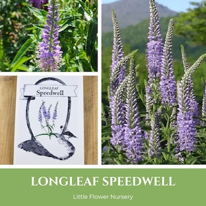 Longleaf SPEEDWELL Seeds | Veronica longifolia, Garden Speedwell, pollinator garden, bees butterflies, lavender blue spiked blooms